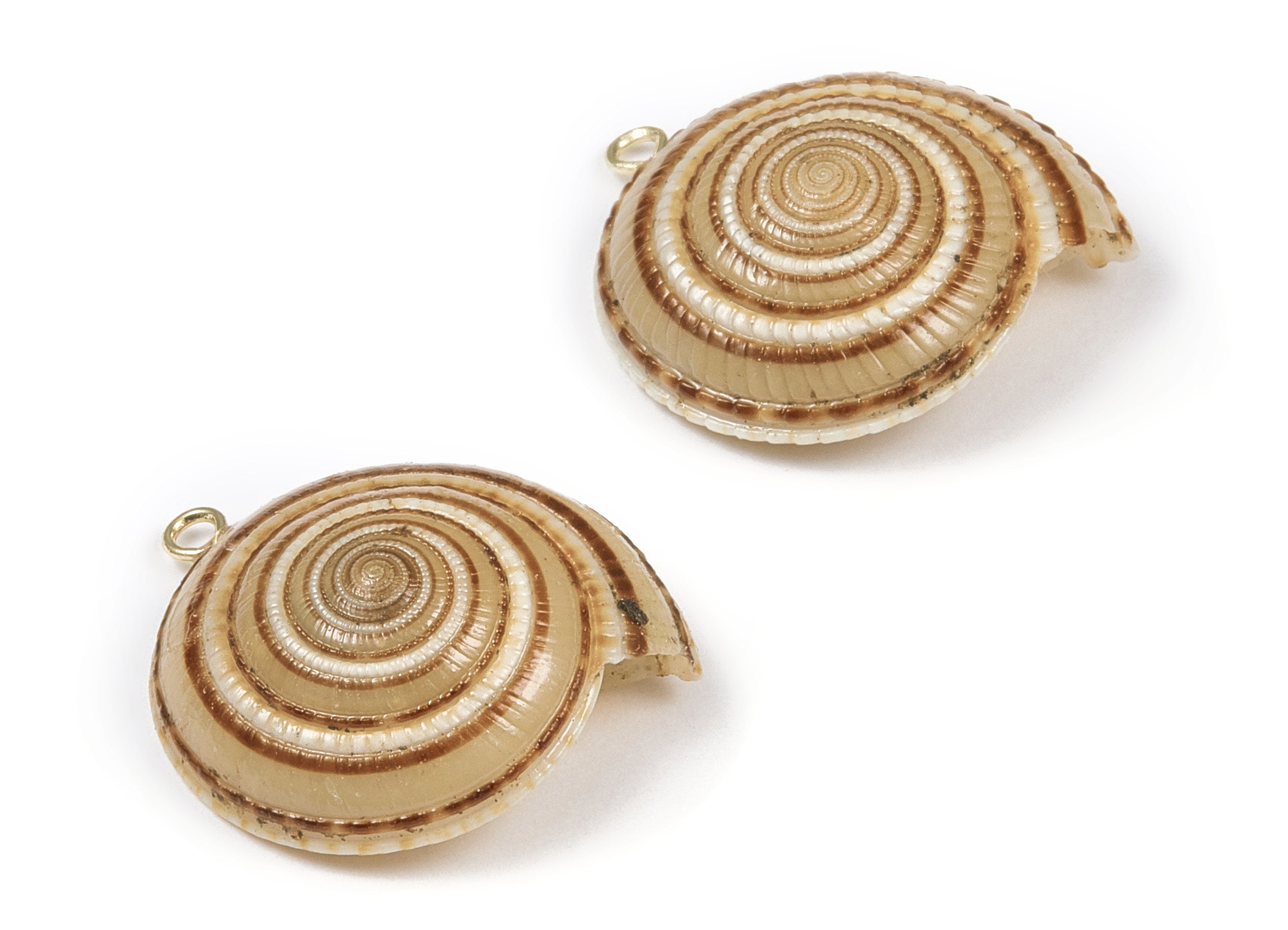 Whelk Seashell Charms - Seashell Earrings and Pendant-  Earring Charms - Natural Seashell - 1 Hole - 27.9x26.6 - SF1096 - DOMEDBAZAAR