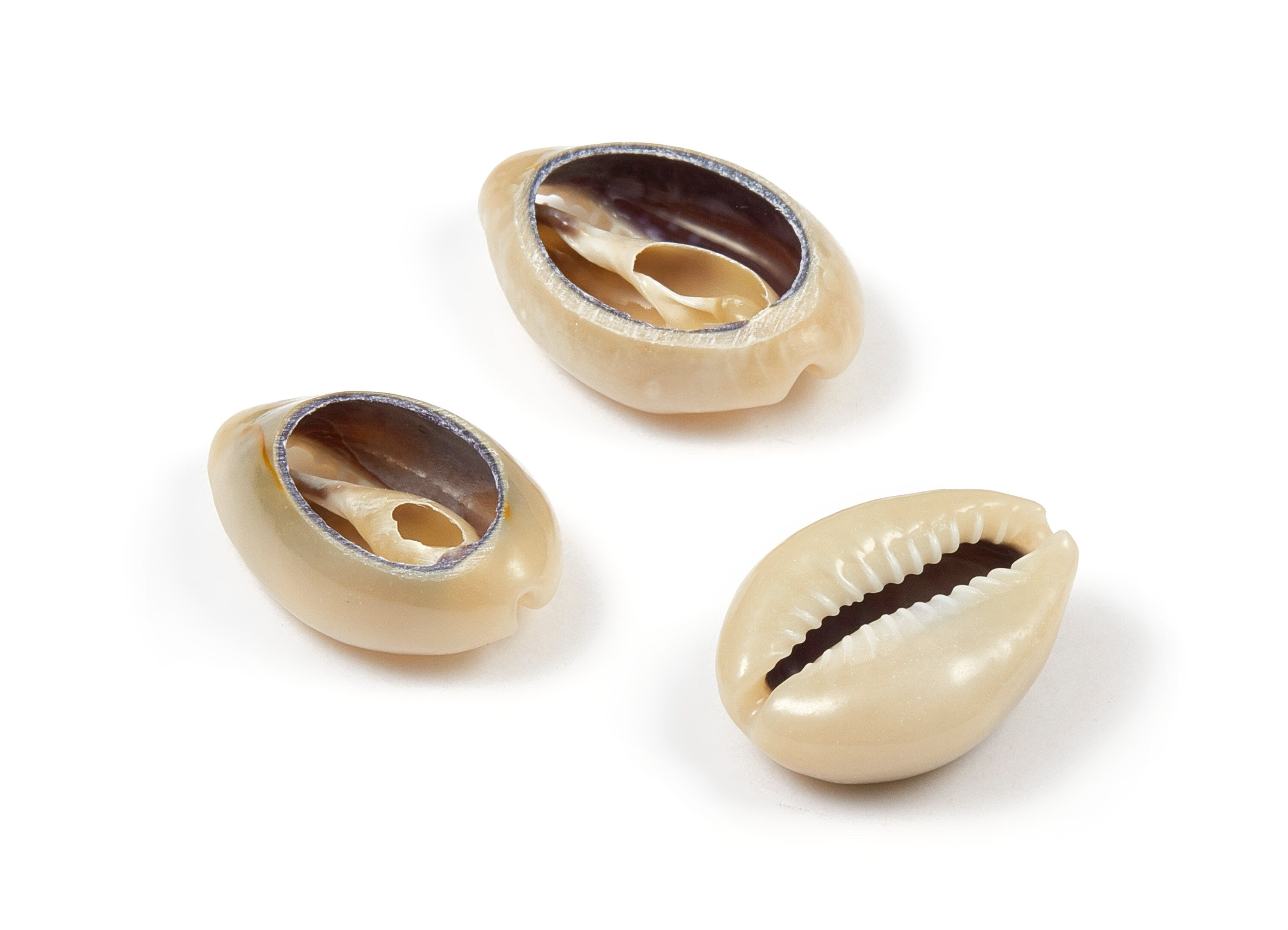 Open Cowrie Charms - Mussel Shell Earrings - Cut Open Seashell Pendant - Natural Seashell Earrings - 21.01x15.61x6.99mm - SF1049 - DOMEDBAZAAR