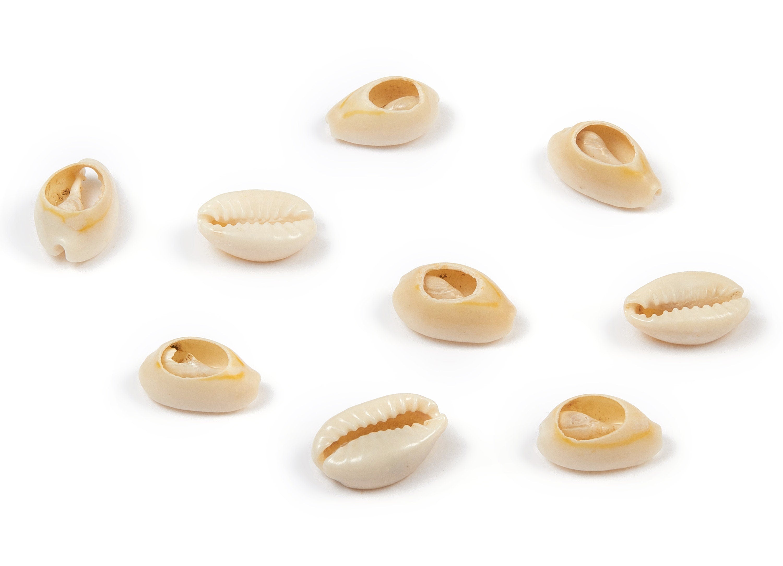 Open Cowrie Charms - Mussel Shell Earrings - Cut Open Seashell Pendant - Natural Seashell Earrings - 13.26x9.06x4.48mm - SF1047 - DOMEDBAZAAR