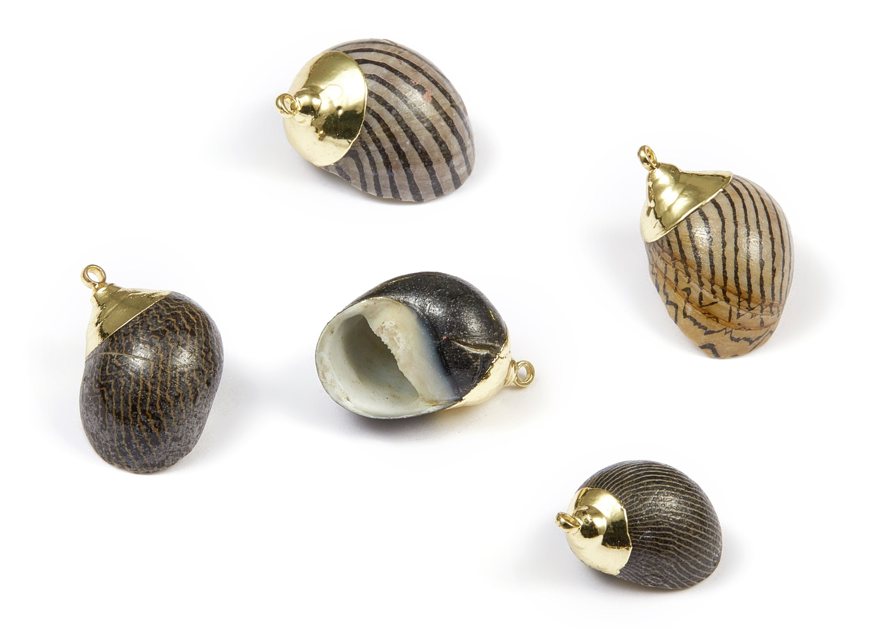 Whelk Seashell Charms - Seashell Earrings and Pendant - Gold Tone Plated Earrings - Natural Seashell - 1 Hole - 26.3x14.89 - SF1104 - DOMEDBAZAAR