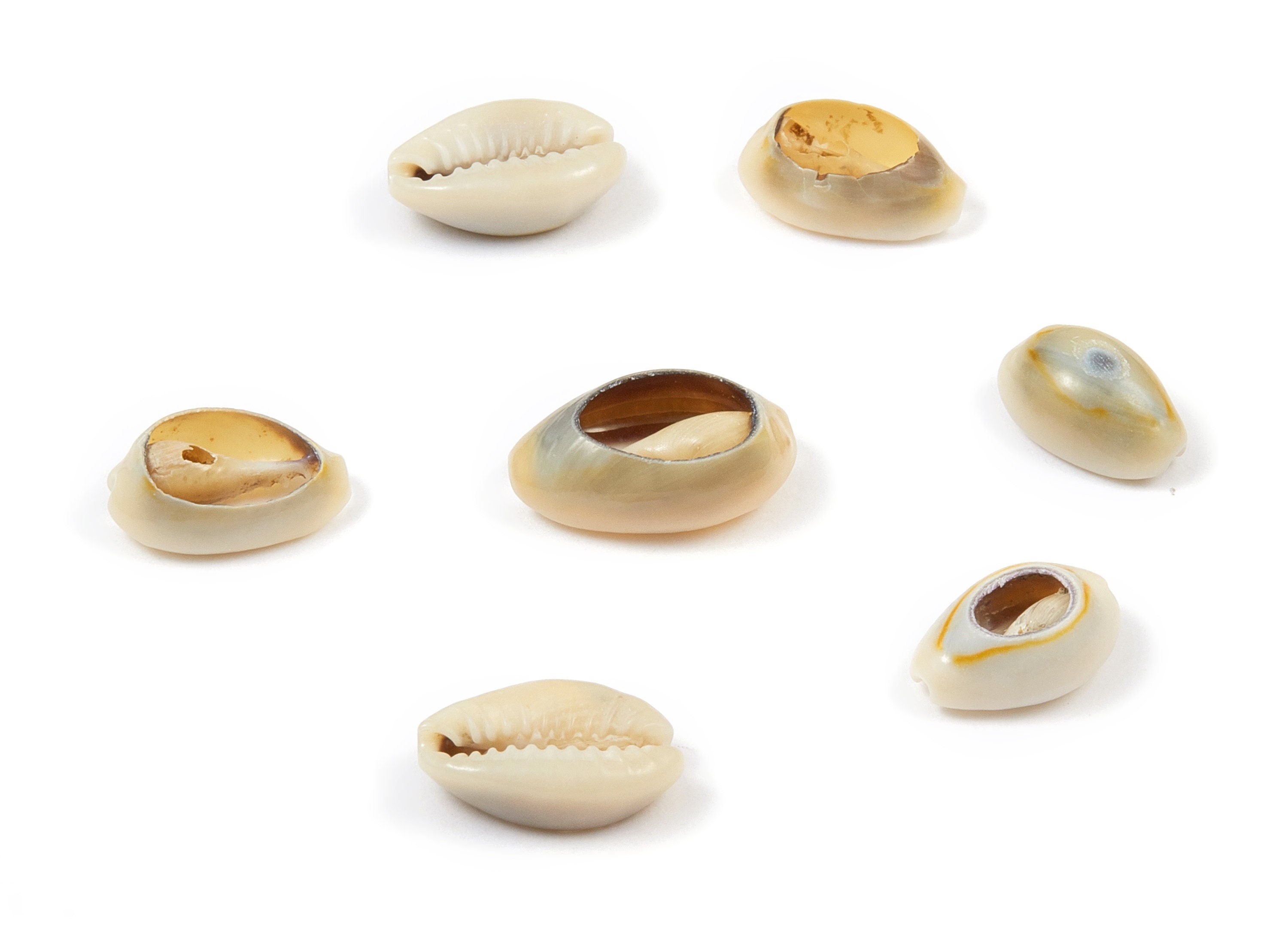 Open Cowrie Charms - Mussel Shell Earrings - Cut Open Seashell Pendant - Natural Seashell Earrings - 14.31x9.86x5.83mm - SF1046 - DOMEDBAZAAR