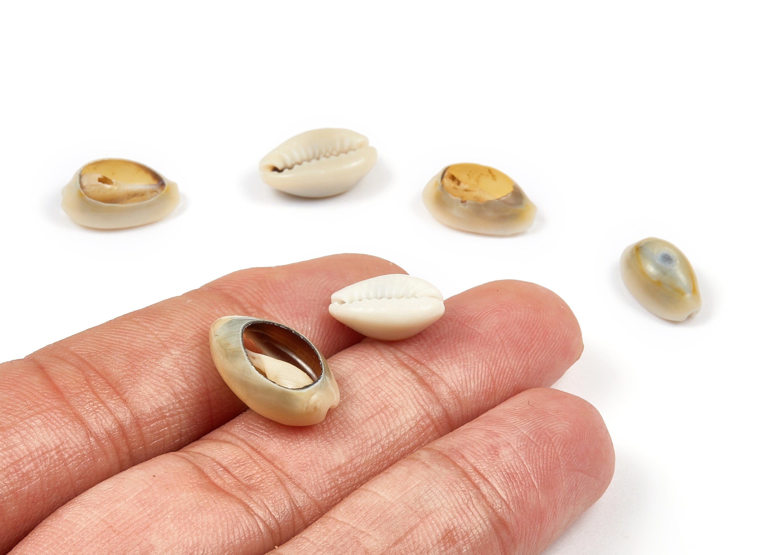 Open Cowrie Charms - Mussel Shell Earrings - Cut Open Seashell Pendant - Natural Seashell Earrings - 14.31x9.86x5.83mm - SF1046 - DOMEDBAZAAR