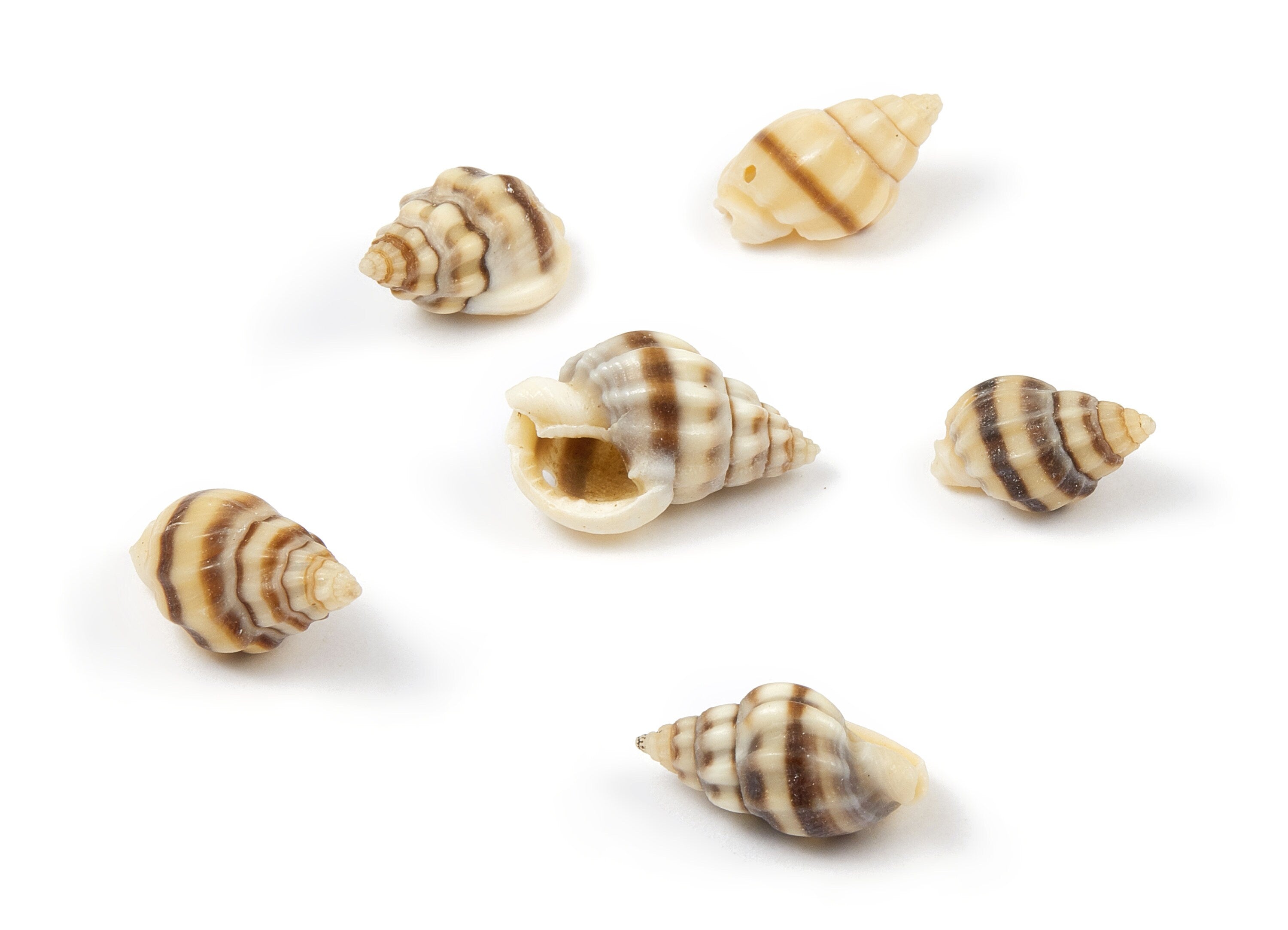 Whelk Seashell Charms - Mussel Shell Pendant - Natural Seashell Earrings - 1 Hole - 20.29x11.85x9.83mm - SF1021 - DOMEDBAZAAR