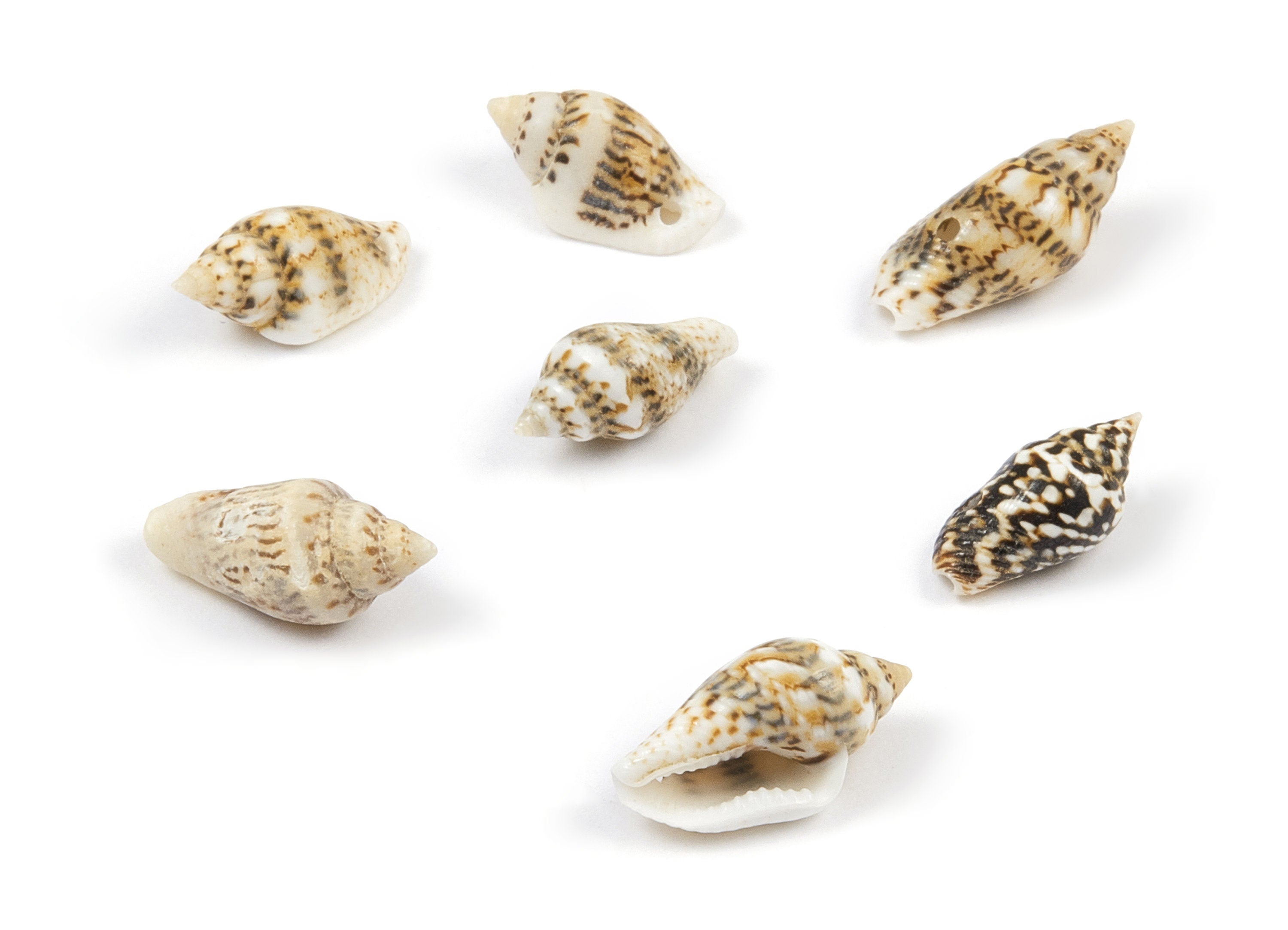 Whelk Seashell Charms - Mussel Shell Pendant - Natural Seashell Earrings - 1 Hole - 14.03x7.95x7.12mm - SF1018 - DOMEDBAZAAR