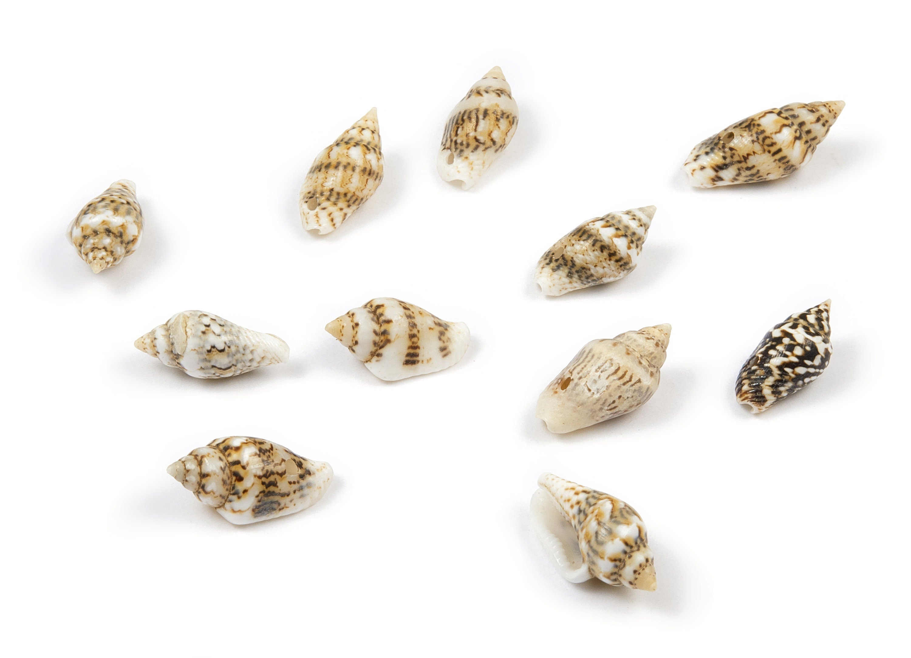 Whelk Seashell Charms - Mussel Shell Pendant - Natural Seashell Earrings - 1 Hole - 14.03x7.95x7.12mm - SF1018 - DOMEDBAZAAR