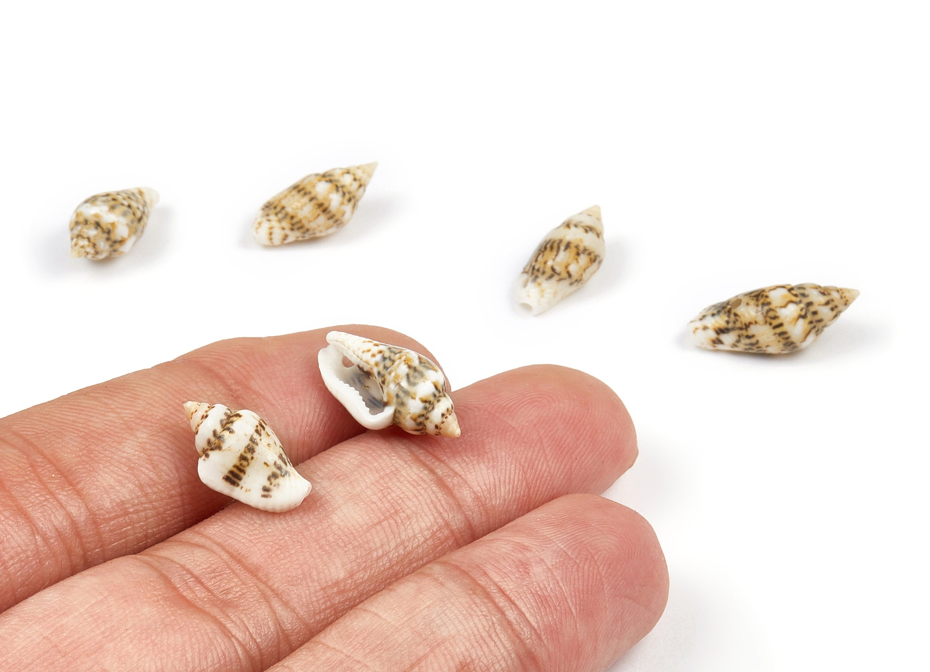 Whelk Seashell Charms - Mussel Shell Pendant - Natural Seashell Earrings - 1 Hole - 14.03x7.95x7.12mm - SF1018 - DOMEDBAZAAR