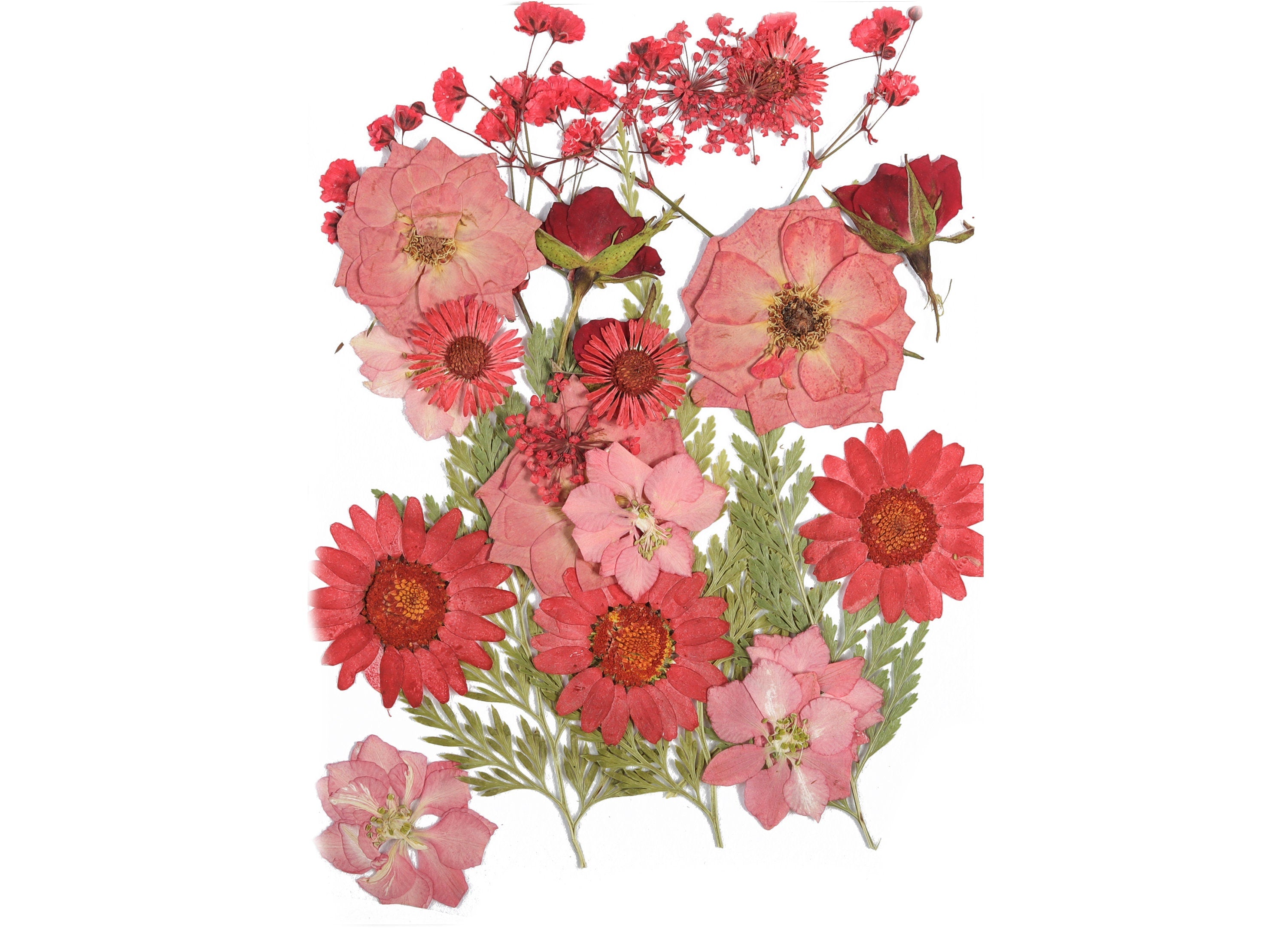 Dried Pressed Flowers For Crafts - Pressed Flowers Mix Pack - Dry Pressed Flower Art - Dried Real Flowers - Card Making - 145x106mm - HM1024 - DOMEDBAZAAR