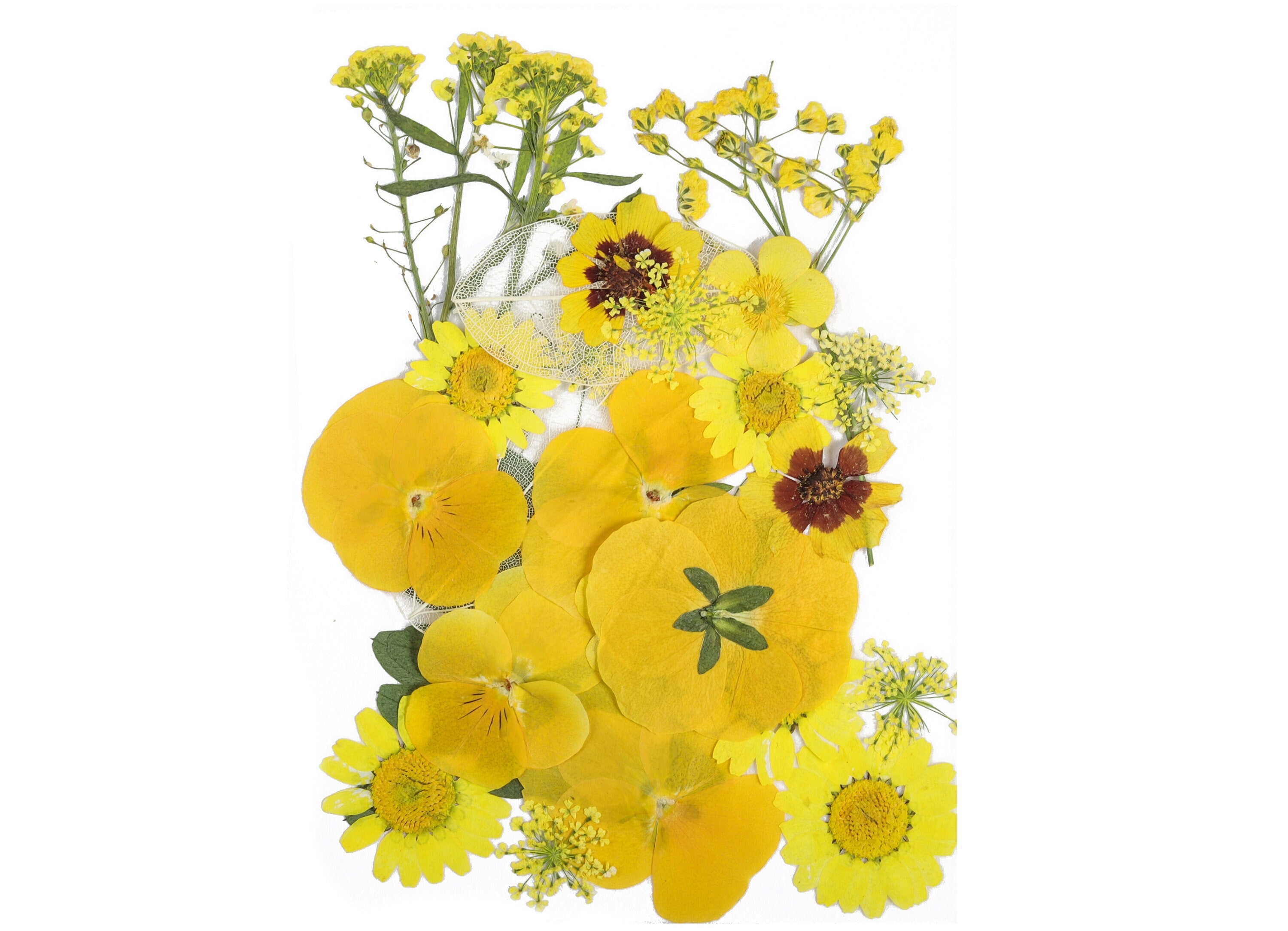 Dried Pressed Flowers For Crafts - Pressed Flowers Mix Pack - Dry Pressed Flower Art - Dried Real Flowers - Card Making - 145x106mm - HM1026 - DOMEDBAZAAR
