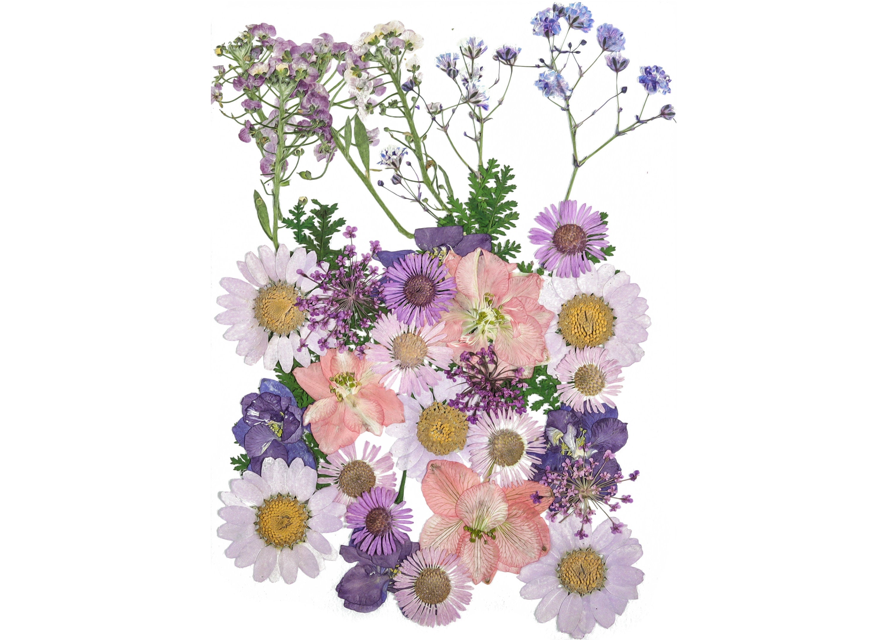 Mixed Dry Flowers, Dried Pressed Flowers for Crafts, Pressed