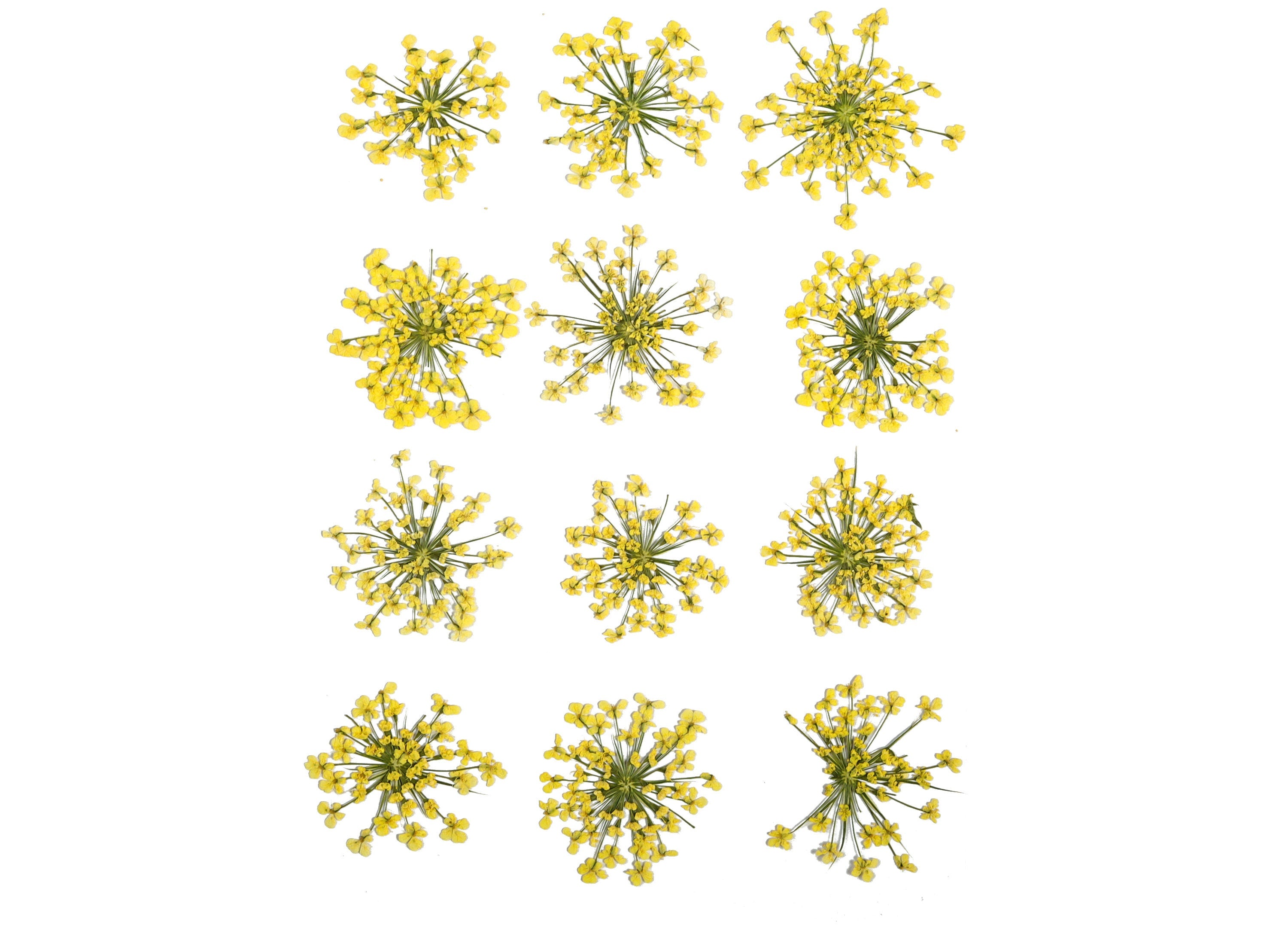 Dried Real Flowers For Crafts - Pressed Yellow Snowdrop Flower - Dry Pressed Flower Art - Dried Real Flowers - 123.85x90.09mm - HM1033 - DOMEDBAZAAR