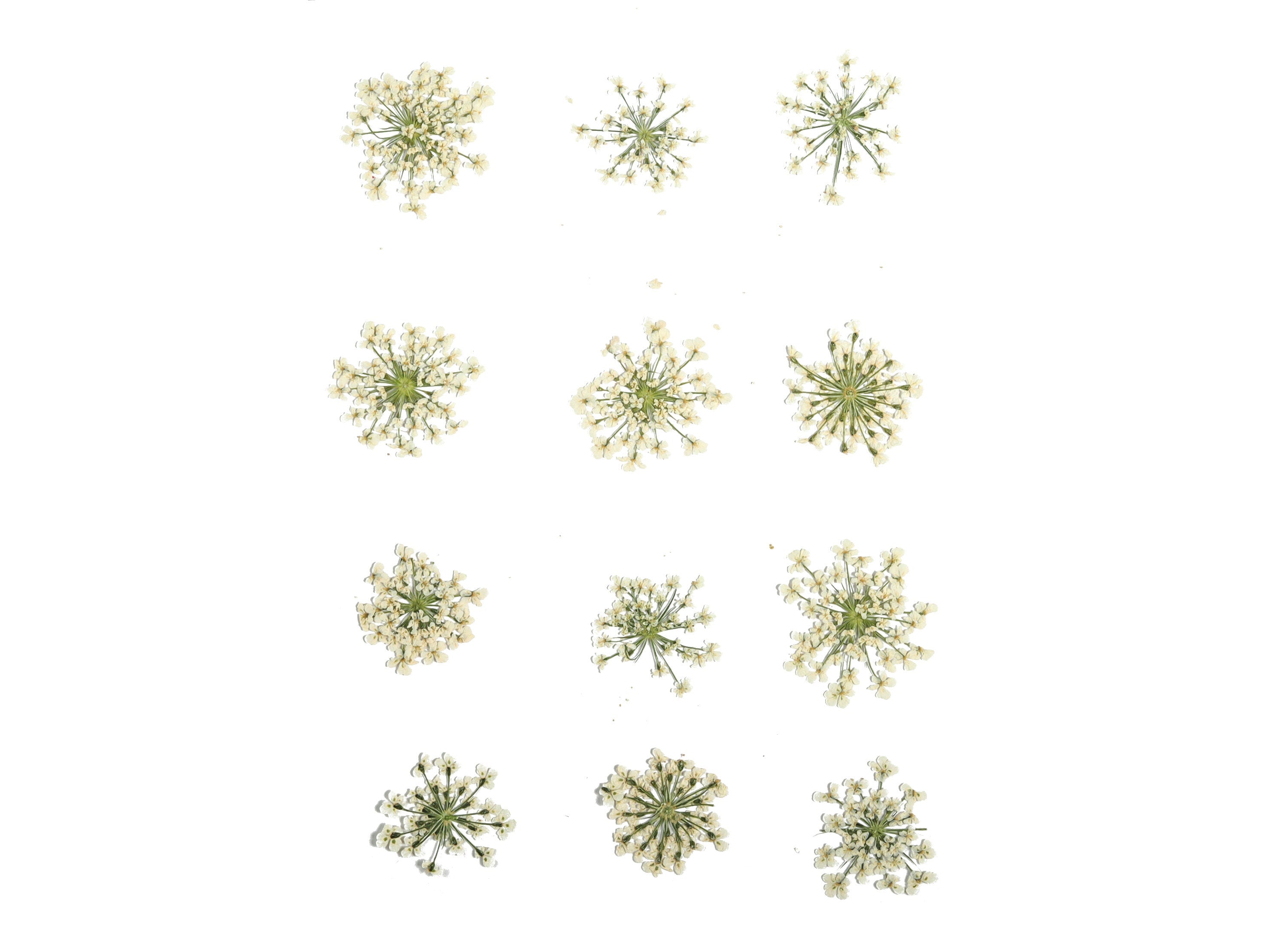 Dried Real Flowers For Crafts - Pressed White White Snow Bead Flower - Dry Pressed Flower Art - Dried Real Flowers - 123.85x90.09mm - HM1034 - DOMEDBAZAAR