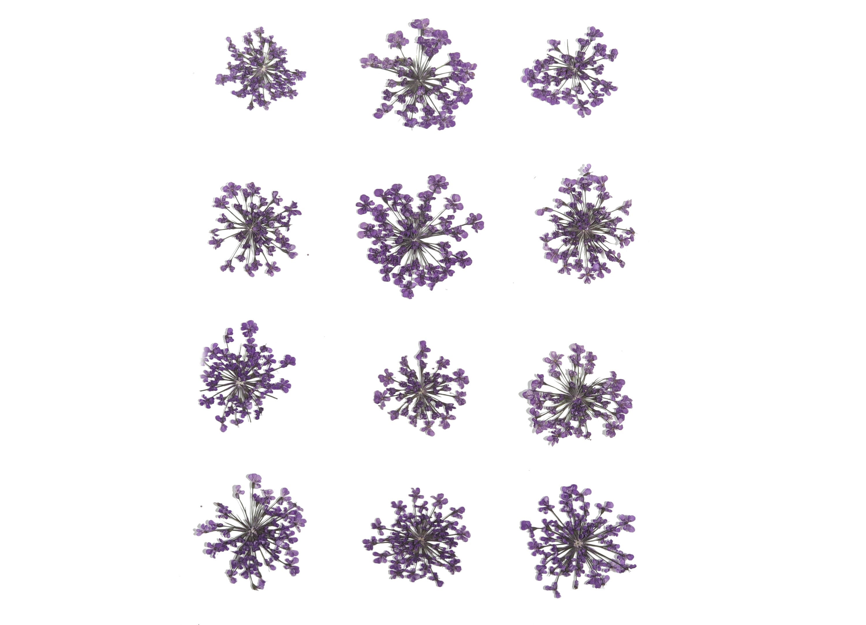 Dried Real Flowers For Crafts - Pressed Purple Snow Bead Flower - Dry Pressed Flower Art - Dried Real Flowers - 123.85x90.09mm - HM1036 - DOMEDBAZAAR