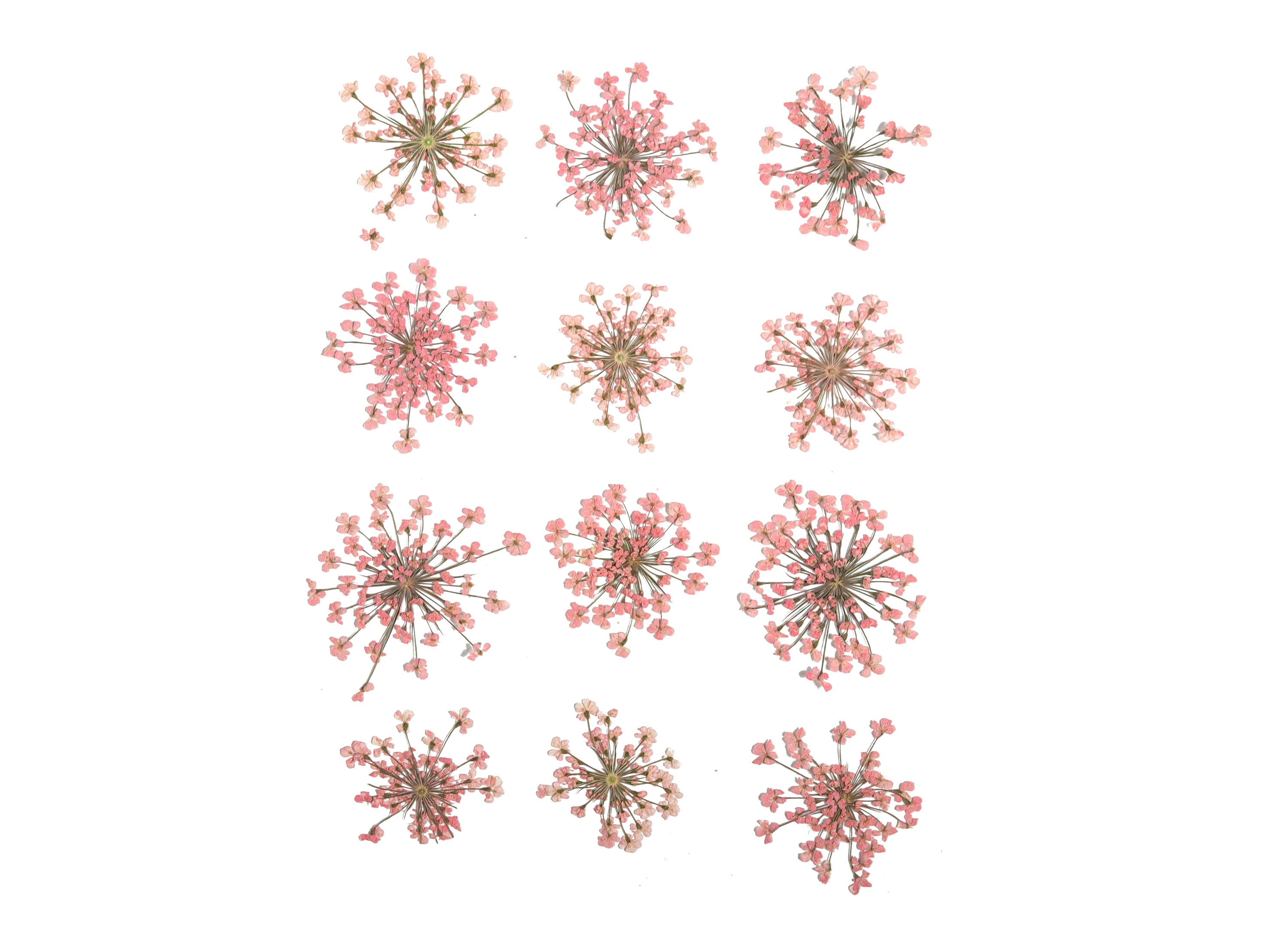 Dried Real Flowers For Crafts - Pressed Pink Snow Bead Flower - Dry Pressed Flower Art - Dried Real Flowers - 123.85x90.09mm - HM1039 - DOMEDBAZAAR