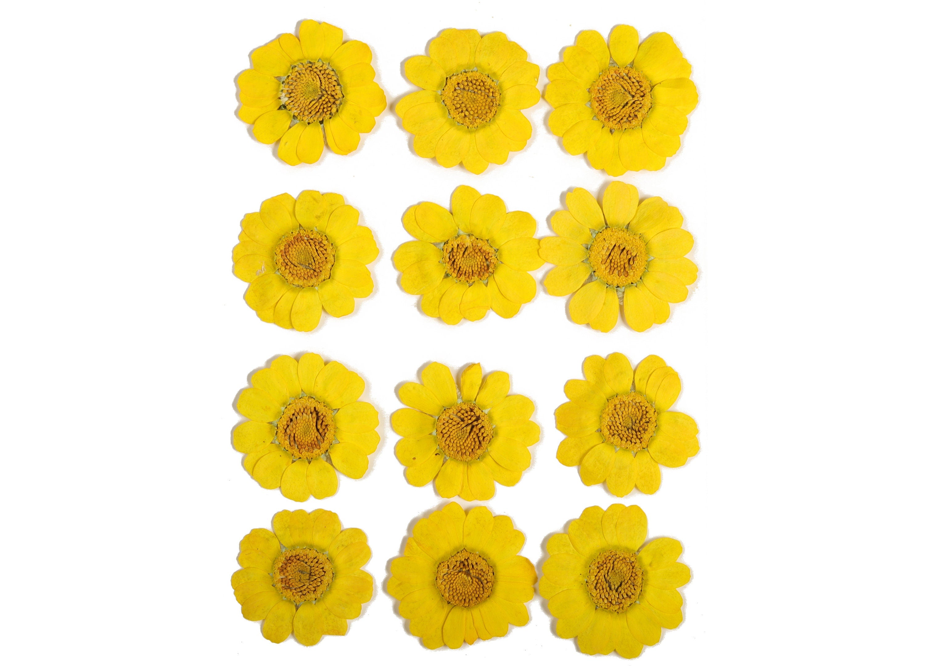 Dried Real Flowers For Crafts - Pressed Yellow Huang Jing ju - Dry Pressed Flower Art - Dried Real Flowers - 123.85x90.09mm - HM1043 - DOMEDBAZAAR