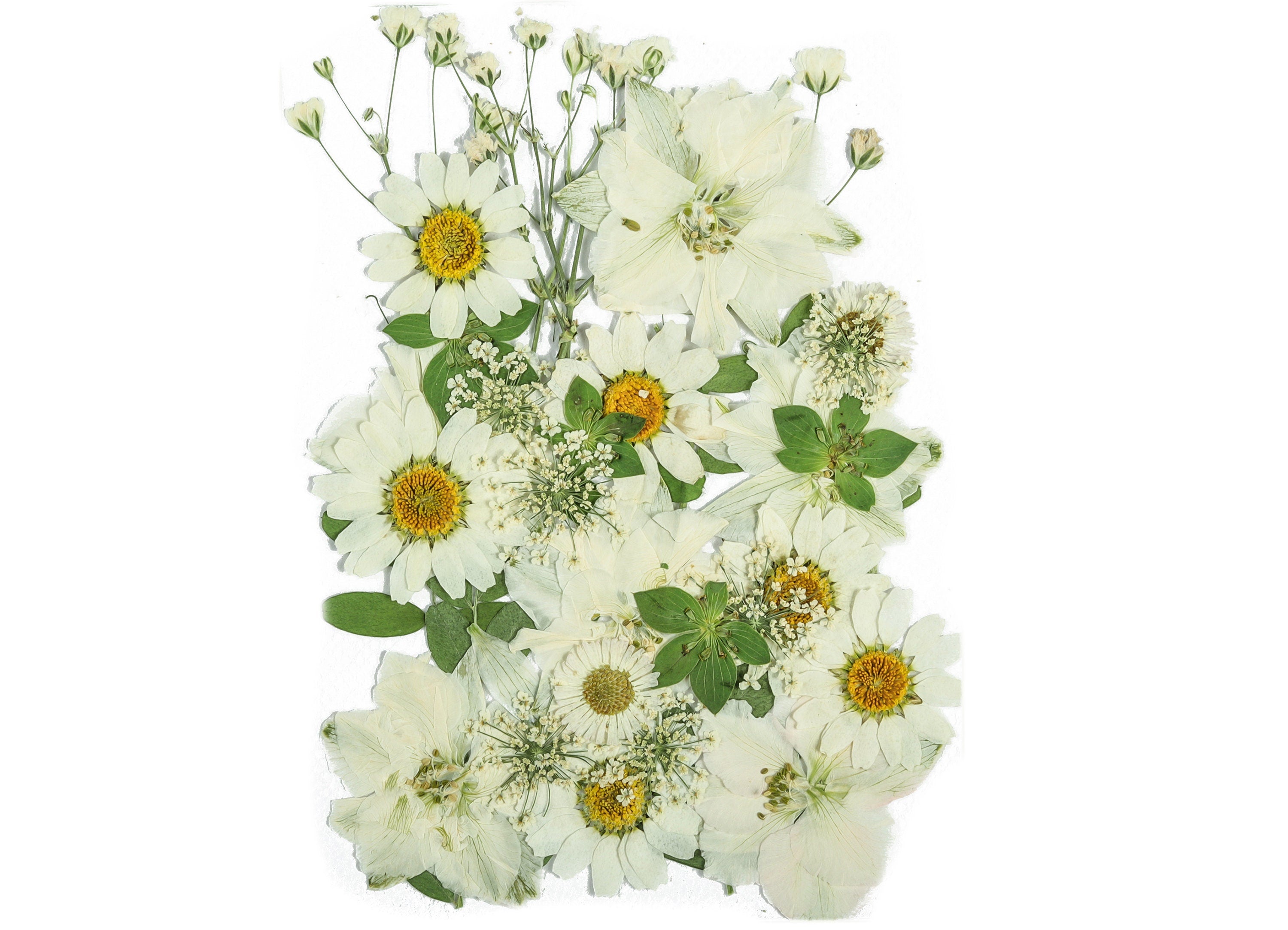 Dried Pressed Flowers for Crafts – Natural Flowers and Leaves Mix Pack - Flower Art - Dried Real Flowers - Card Making - 145x106mm - HM1020 - DOMEDBAZAAR