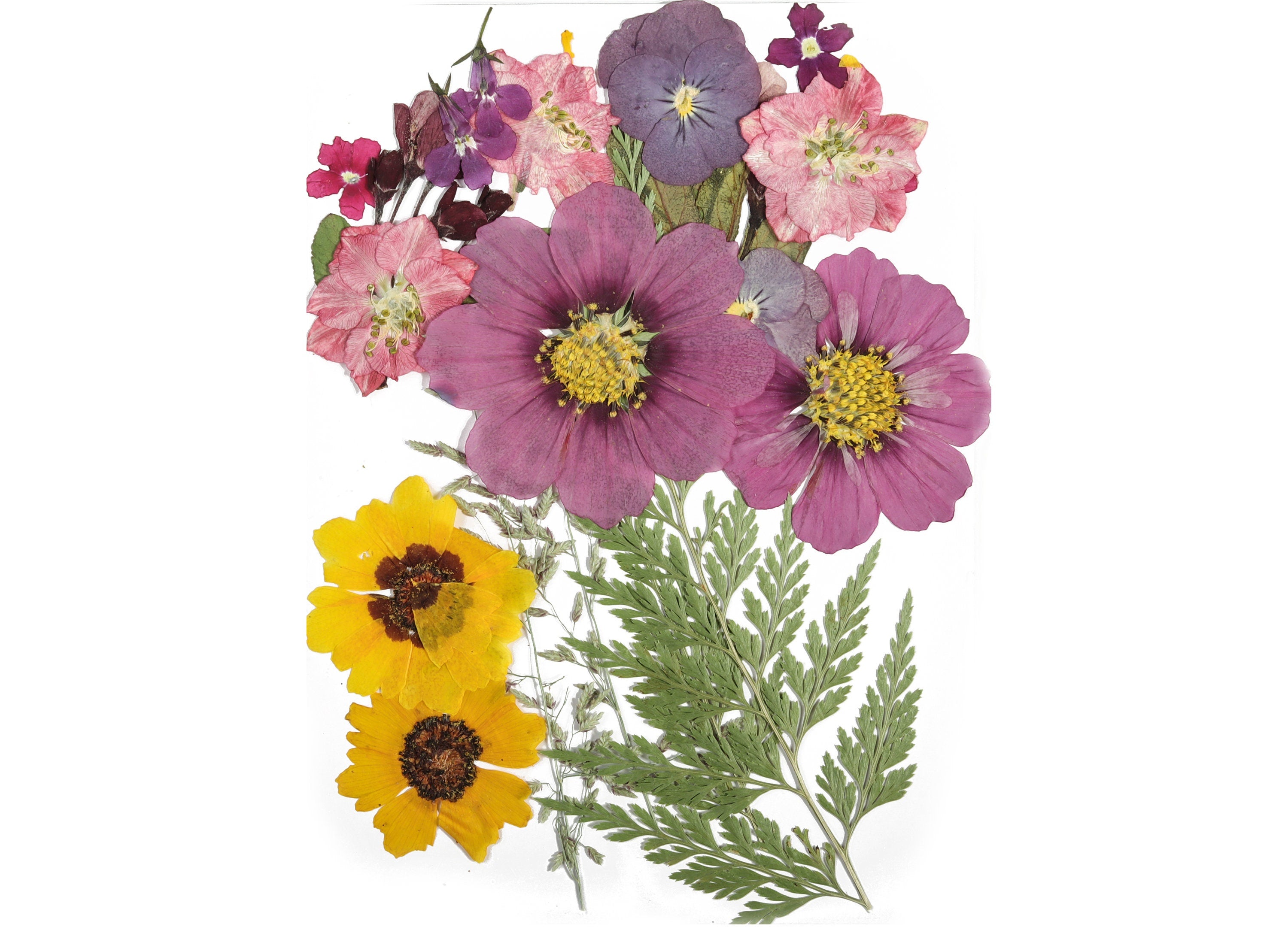 Dried Pressed Flowers For Crafts - Pressed Flowers Mix Pack - Dry Pressed Flower Art - Dried Real Flowers - Card Making - 145x106mm - HM1022 - DOMEDBAZAAR