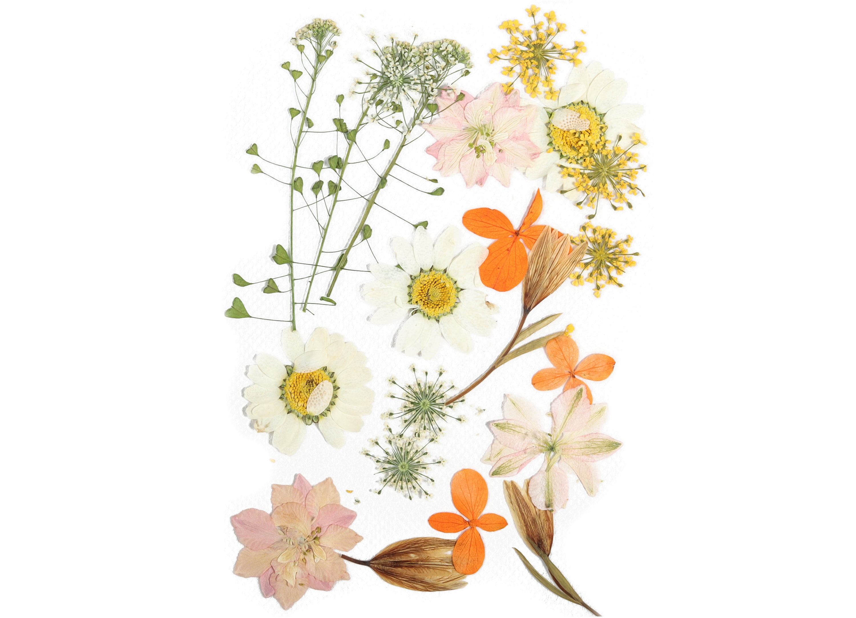Dried Real Flowers For Crafts - Pressed White Bai Jingju - Dry Pressed –  DOMEDBAZAAR