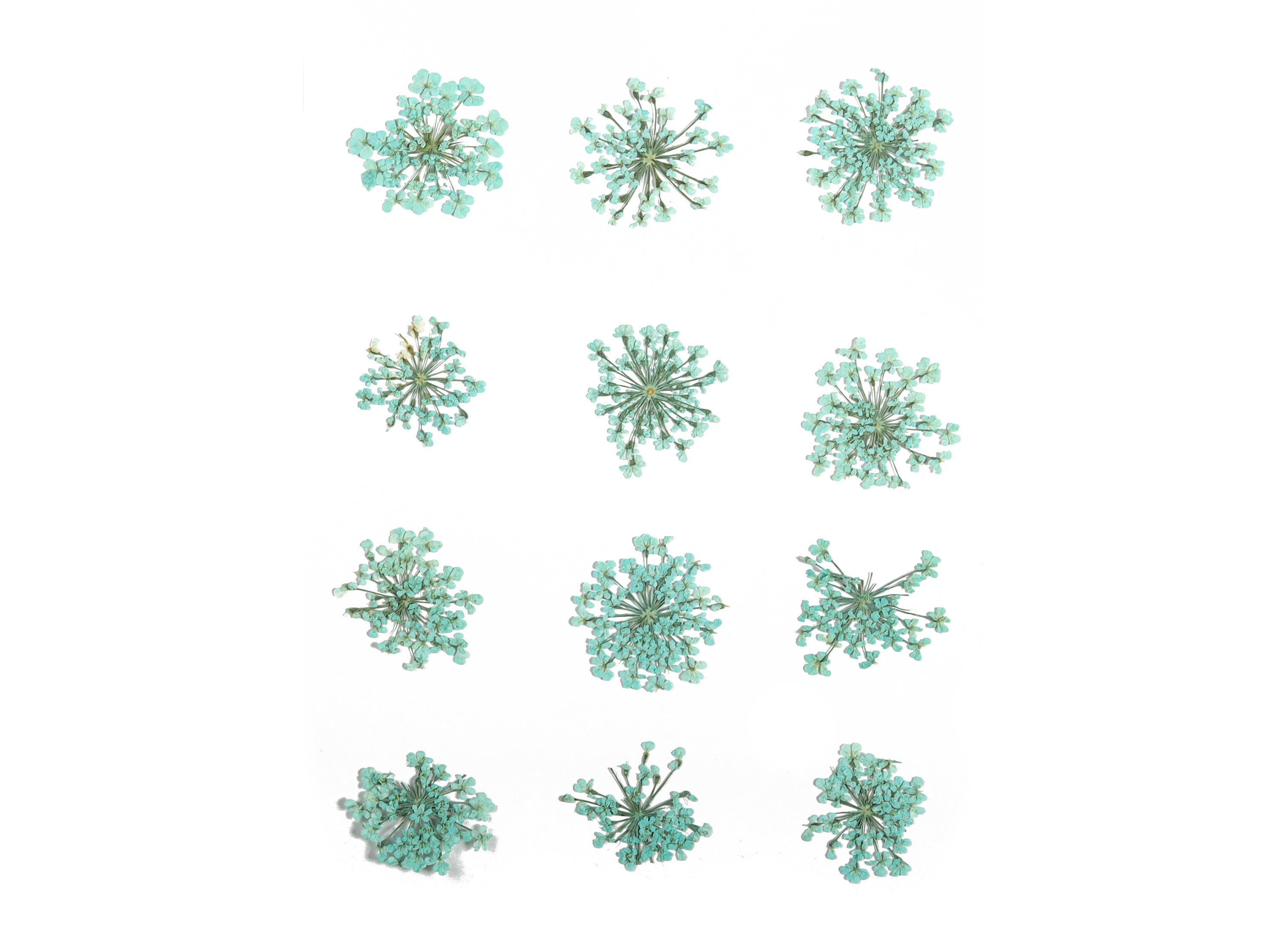 Dried Real Flowers For Crafts - Pressed Sky Blue Snow Bead Flower - Dry Pressed Flower Art - Dried Real Flowers - 123.85x90.09mm - HM1035 - DOMEDBAZAAR