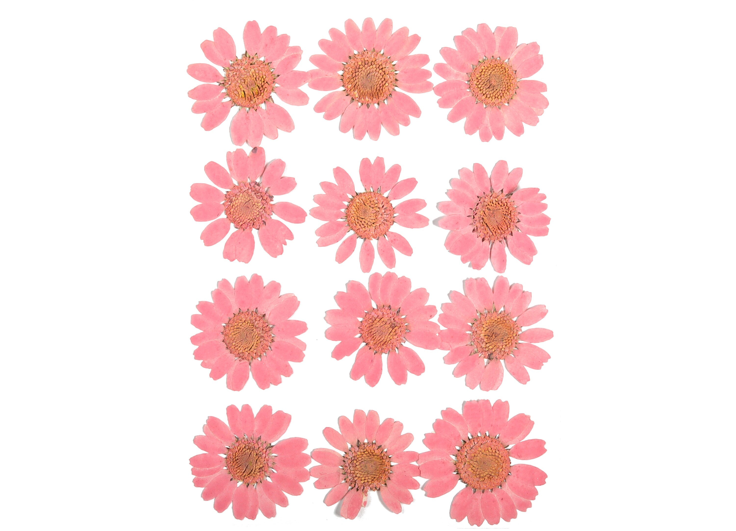 Dried Real Flowers For Crafts - Pressed Pink Chrysanthemum - Dry Pressed Flower Art - Dried Real Flowers - 123.85x90.09mm - HM1042 - DOMEDBAZAAR